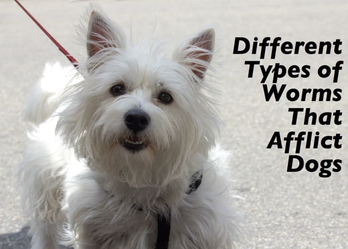 There are several different types of worms that afflict dogs, from roundworms and whipworms to the sometimes fatal heart worm.