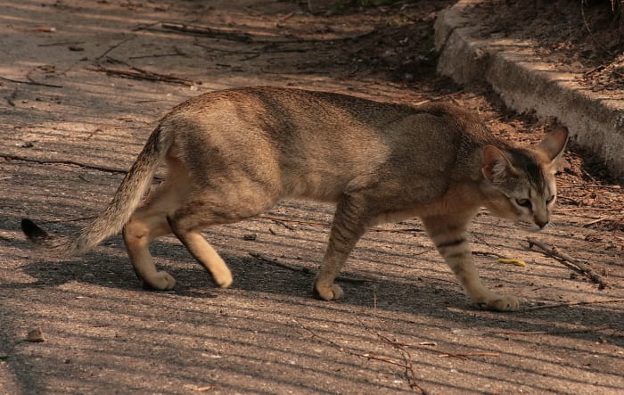 The breed is extremely active, so be sure to offer your cat plenty of environmental enrichment and stimulation.