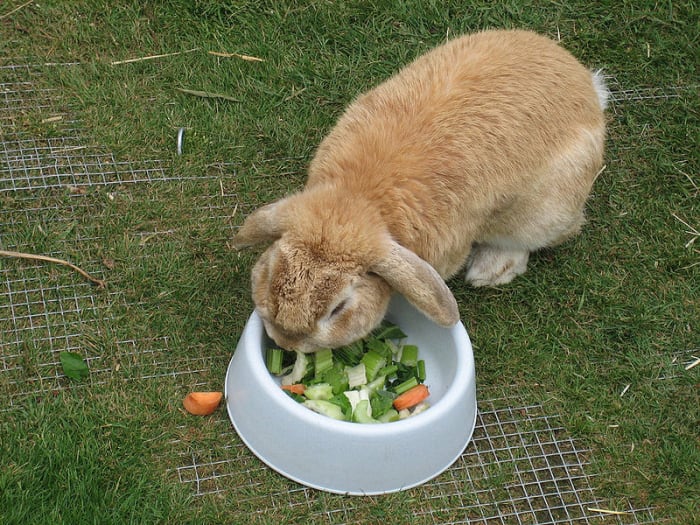 飼育下では、ウサギは繊維をたくさん与えられ、共食いを練習することが重要です。