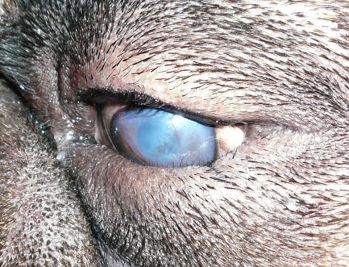 Entropion is related to the ideal diamond-shaped eye and eyelid of the Pug dog together with its loose facial skin which contribute to eye inflammation.
