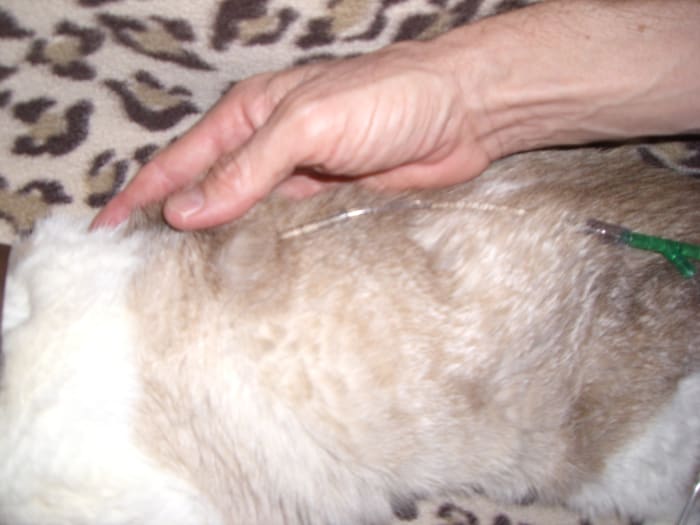Gently hold the needle in place while blocking your cat in with your body (See "positioning the line" photo below.