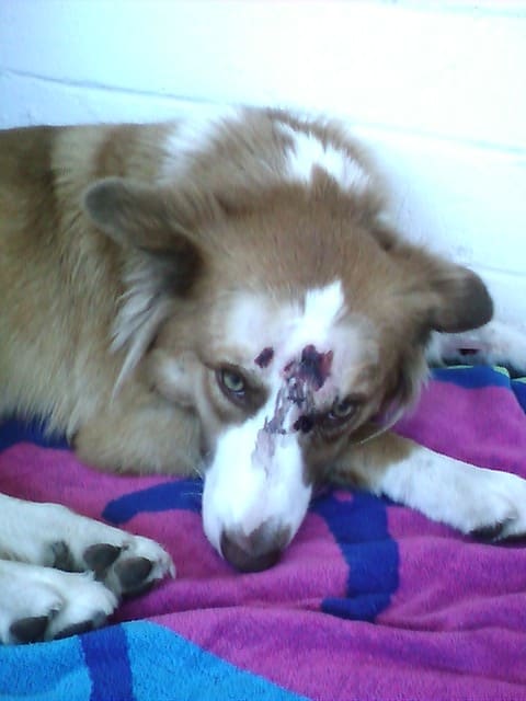 Karma is such a sweetheart- Even though she was badly injured she never whimpered or tried to bite us