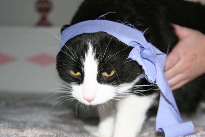 While bordering on idiocy, dressing your cat in kung fu costumes is in fact an extremely gratifying activity for vexing the hell out of your cat, as evidenced here by Sir Snagglesworth III.