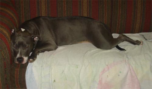 Sick and laying on the covered couch after getting spayed