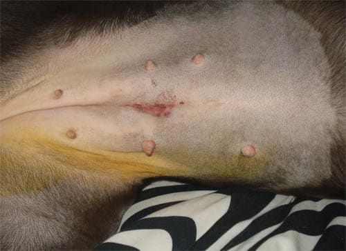 Spay sealed with surgical glue