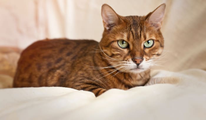 When making a missing-cat poster, be sure to use a clear, distinctive photo and provide a detailed description.