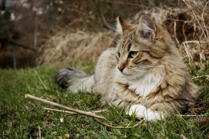 Don't lose hope if your cat doesn't turn up right away. Cats have been known to return long after having gone missing.