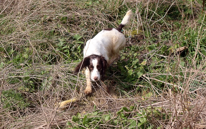 As this dog climbs a rough slope, she splays her toes, including the dewclaw, to help her grip