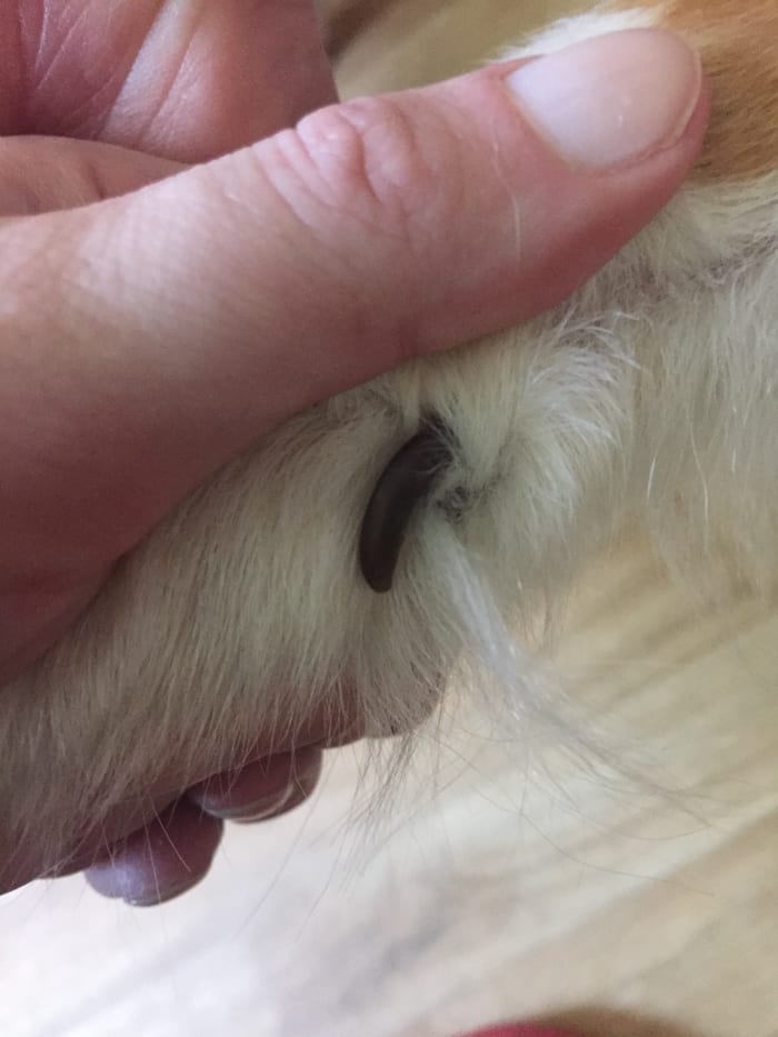 This dog ripped off his dewclaw while running, it has now grown back perfectly normal and does not cause an issue