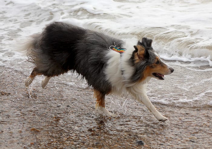 As this dog runs fast, his front legs flex deeply, the dewclaw now comes into contact with the ground and helps the dog to dig in.