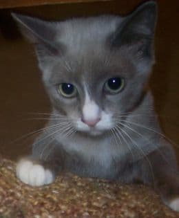 Cages and crates can become sources of comfort for a cat in a new environment. The quiet and safety of someplace familiar can have a calming effect.
