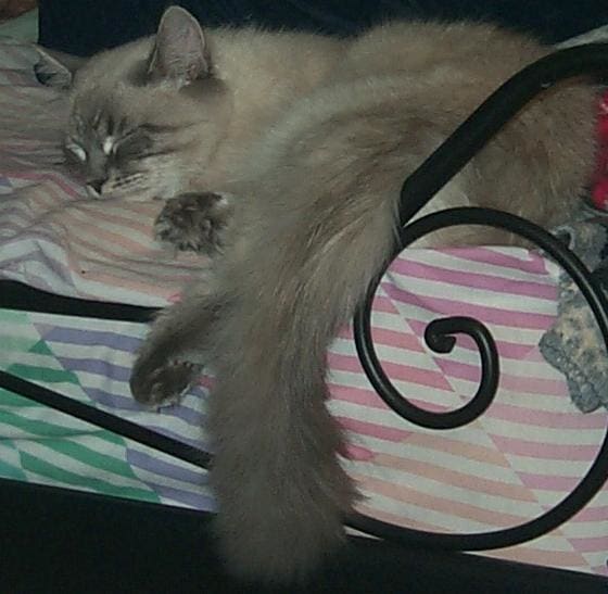 This tom cat was successfully introduced to three other unaltered toms with the use of crating as a training device. These "time out" periods worked with great effectiveness for me.
