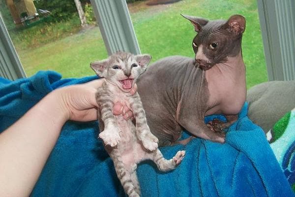 Sometimes even the introduction of a kitten can be stressful to resident cats. Temporary caging of the new cat often eases them into the territory with less problems.