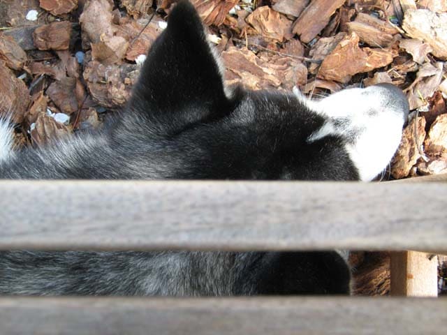 Consistent feeding times will regulate your dog's digestive system and make it easier to supervise their pooping behavior.
