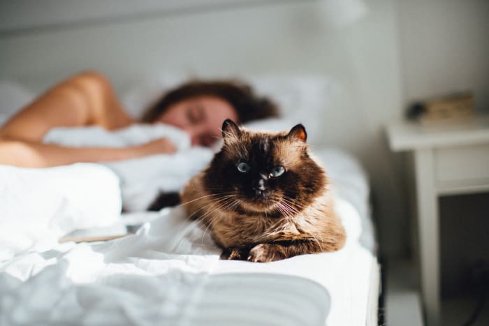 Cats can be extremely protective, and will sometimes "stand guard" when you're indisposed, or pounce upon potential threats.