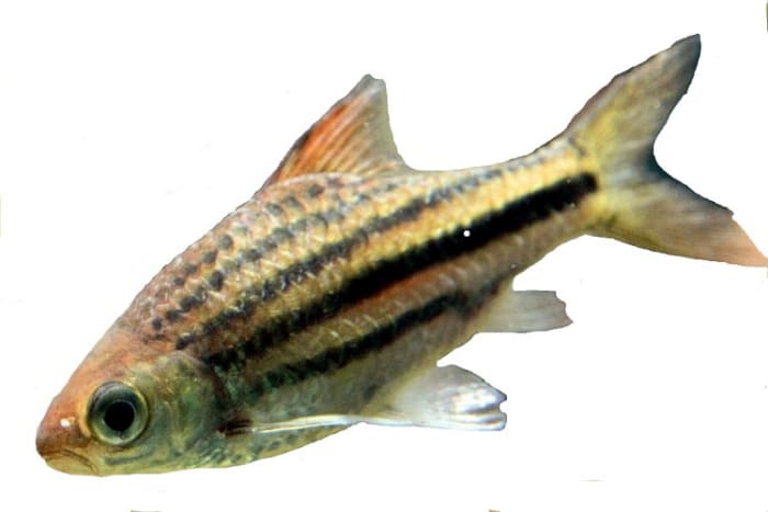 While Schuberti barbs are the ones most commonly referred to as "gold barbs," several others—such as this Lineatus—may be labeled as gold barbs in stores