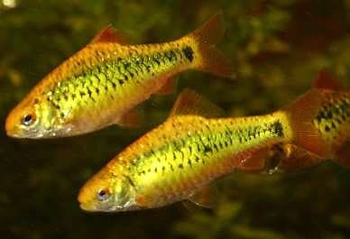 The gold barb makes a bright, attractive addition to virtually any small semi-aggressive community tank.