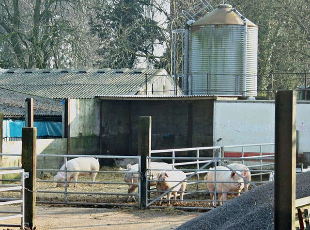 Pipe panels are more expensive than other pigpen options, but they offer unsurpassed strength and security for larger pigs.