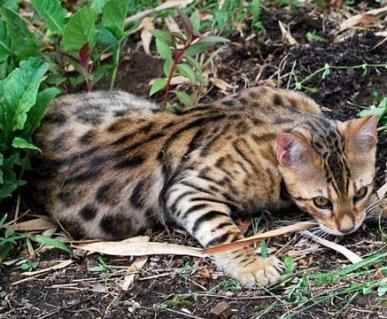 Bengal Cats are known for their stunning coats, known as pelts due to their silky feel and glittery touch.