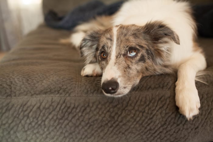 Sometimes, dogs lick or chew their paws out of anxiety, much like a human might bite their nails or pick at their skin.