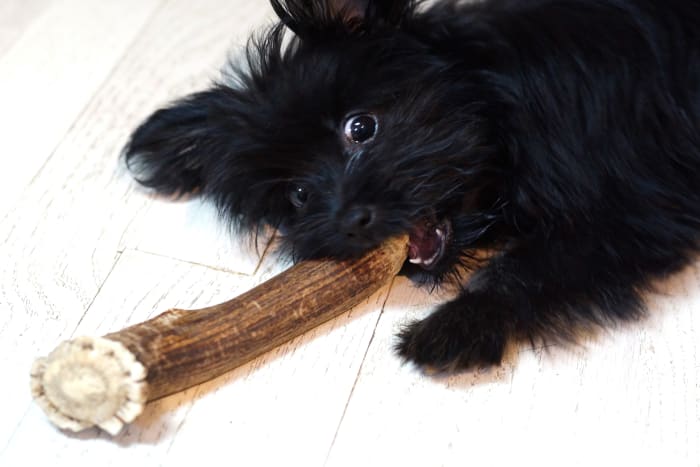 Supervisione sempre o seu cão quando lhe são dados brinquedos e ossos para prevenir a ingestão de corpos estranhos.