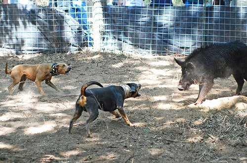A Red Lacy and a Tri Lacy baying a feral hog. In addition to blue, Lacys can also be red and tri-colored. Photo by Julie Neumann, all rights reserved.