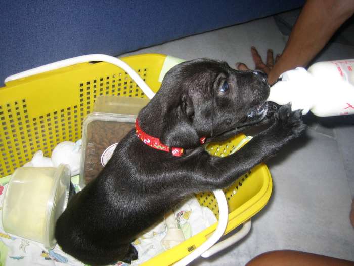 Everything You Need to Know About Feeding a Puppy PetHelpful By