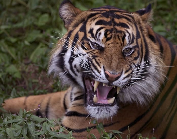 This cat is displaying a mocking, warning expression. Notice that the teeth are still close together.