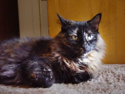 this cat is displaying part 'wierd ear' and had again already winked! I would also say that it looks slightly annoyed too, though.