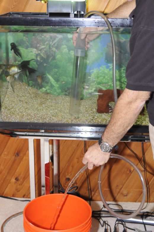How to Do Simple and Complete Water Changes in a Fish Tank PetHelpful By fellow animal