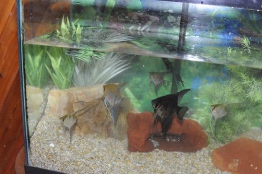 Before replacing water, be sure to plant your plants and replace your rocks and accessories are secure and in place.