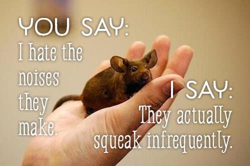 You say you hate the noises they make. I say the assumption that mice squeak all the time is overblown.