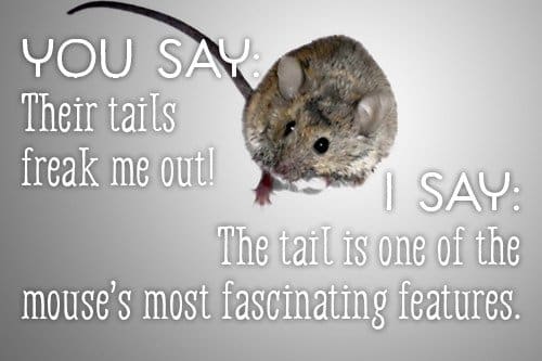You say their tails freak me out! I say the tail is one of the most fascinating features of the mouse.