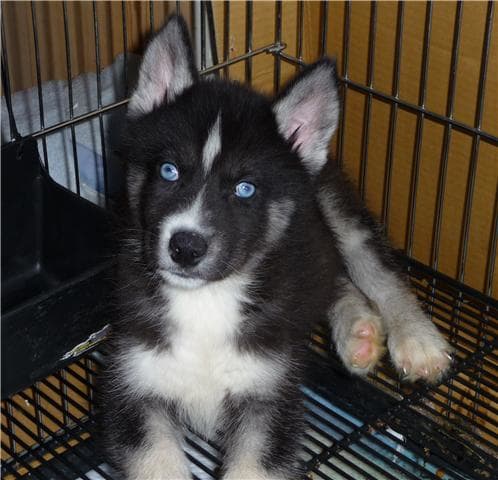Tux at eight weeks of age, just before picking him up from his breeder. He is showing correct movement, headset, tail set, and build.