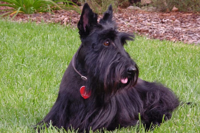 Scottish Terriers: Understand And Love The Breed - Pethelpful - By 