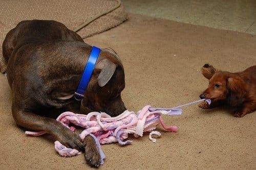 Fleece Pull Toy: Strips of fleece tied together can make a fun pull and tug toy for your dogs. It is a great way to use up fleece clothing that is no longer worth wearing.