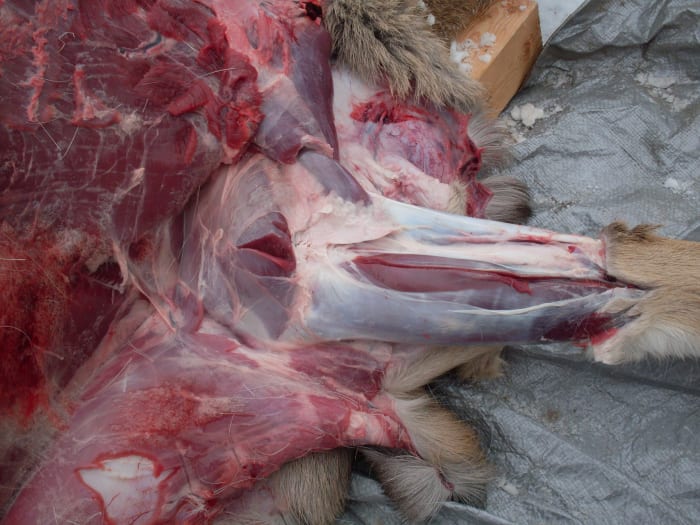 Pull the hide down from the rib cage. Then, using a sharp knife or utility knife, cut around the knee area (leave the hide on the lower legs). Split the hide up the inside of the legs. Continue cutting up to the rib cage cut, pulling the hide back.