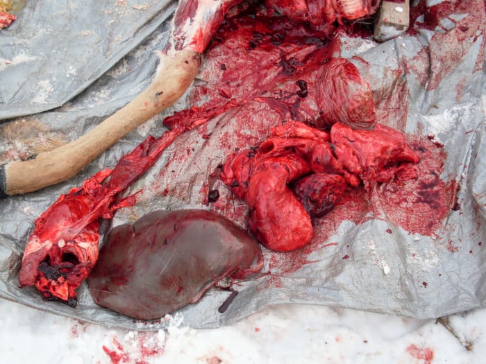 Here are shown the lungs (pink, spongy), heart (in the midst of the lungs), liver, and anus with attached membranes. These are all good dog food. Other organs are also salvaged.