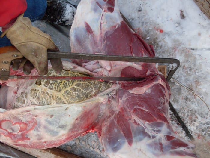 Using a meat saw or other saw, cut the pelvic bone just until through it, no further. Cut around the anus with a knife, to free this area of intestines.
