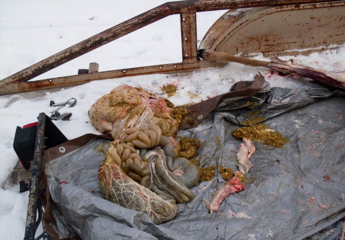 You can even salvage the green tripe if you wish! I pulled a little hard and ruptured the stomach, but that happens sometimes. That's what green tripe is anyway, and dogs love it!