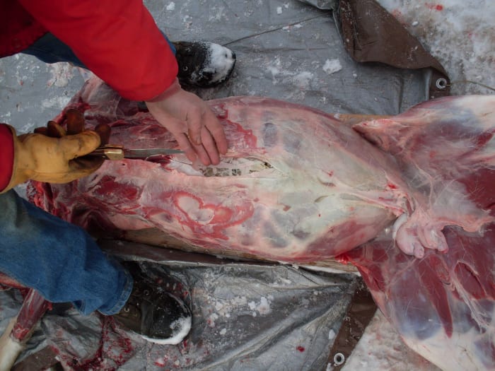 Start the incision at the back of the breast bone as shown, using the point of the knife to barely cut through the skin.