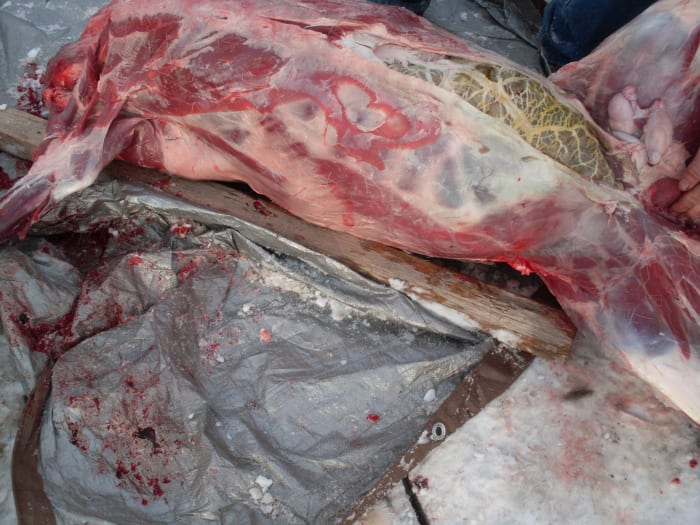 Note the extra room for the knife to safely cut meat and reproductive organs in this area without splitting the intestines.