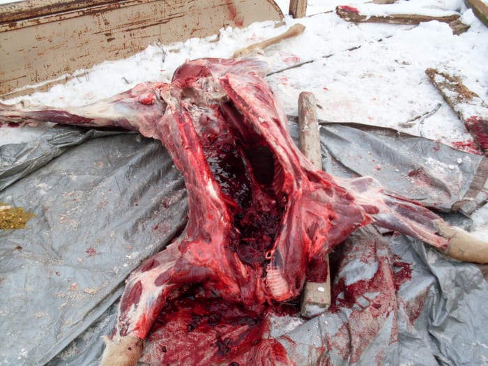 Simply cut any tissue holding the organs and intestines, and remove these either by rolling the carcass over, or pulling them out by hand.