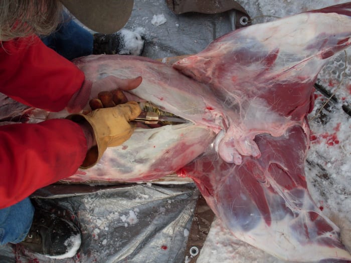 When you get near the bottom of the cavity, with the animal belly up, normally there is enough room for the knife to safely slide without the aid of your other hand.