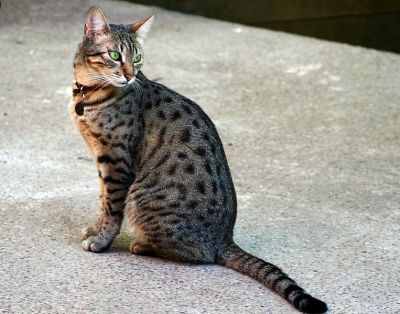 What makes a tabby? This Egyptian Mau has a slender body with tabby spots, striped legs and tail, and the Tabby M on its forehead.