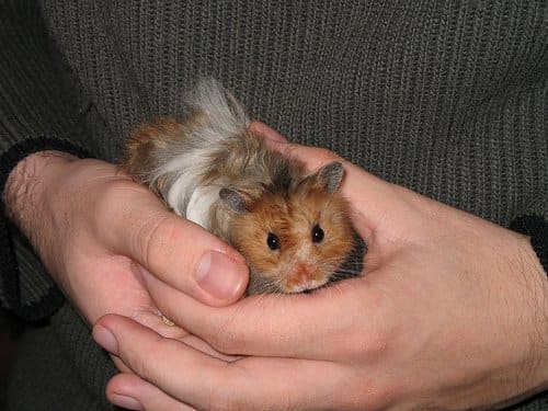 Try to hold your hamster while they're awake, and watch for signs like growling. Gently put your hamster down if they seem upset.
