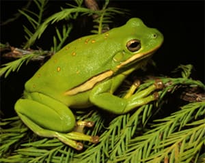 The International Union for the Conservation of Nature and Natural Resources (IUCN) lists the Australian Green Tree Frog as a "least concern" species of tree frog.