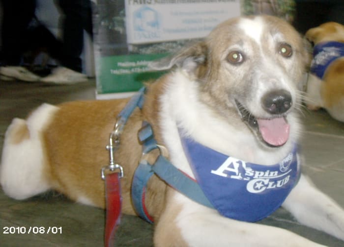 After his surgeries, Peso became so healthy and good-looking, as if no signs of six surgeries.