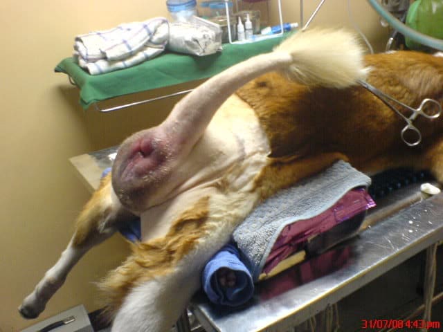 Looks like he developed another head right under his tail. This was taken after the veterinarian shaved his fur.