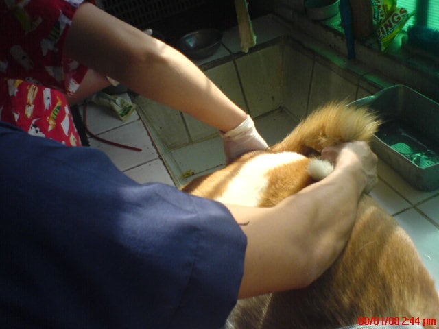 My dog had a hard time putting his poop out and he was feeling pain too. An enema was performed to eliminate the impacted stool